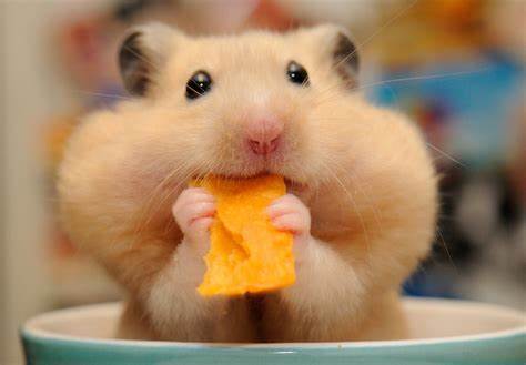 Hamster